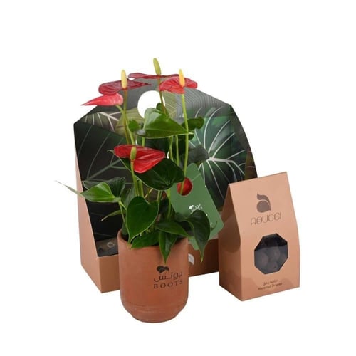 هارموني ورد