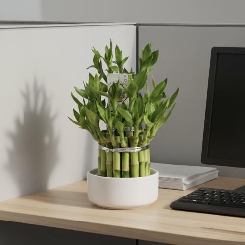 لمسة الزمرد مناسبة للمكتب