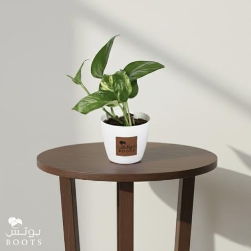 بوتس في الهولندي الابيض