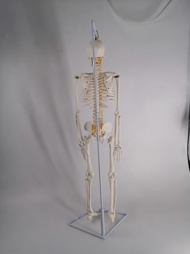 85cm Skeleton With Spinal Nerves