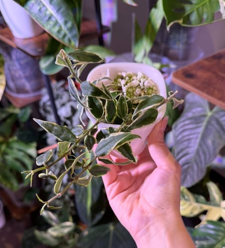Hoya Bella Variegata