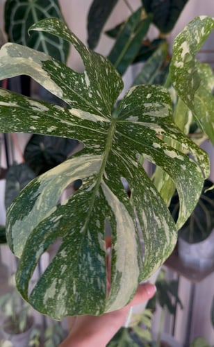 Monstera Legacy Top Cutting