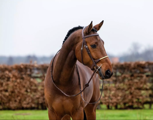 St. Gallen Rope noseb. Bridle