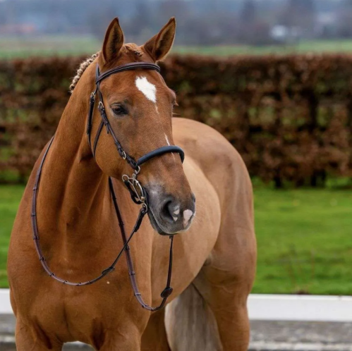Hickstead Hackamore bridle - Brown