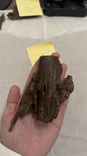 عود كمبودي نوادر ( فرزة رقم ٤ )