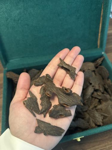 عود بنقالي ( مستزرع ) طبيعي