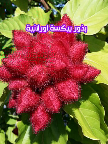 بذور بيكسة اورلانية