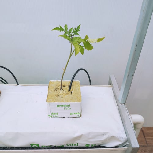 نظام قناة مع وسادة صوف صخري | 3 شتلات