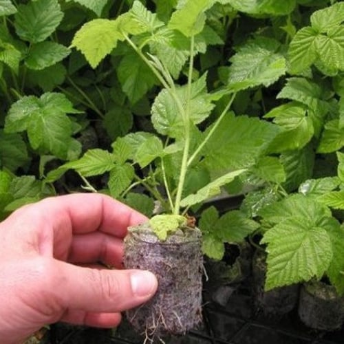 أقراص تربة زراعية Jiffy 7