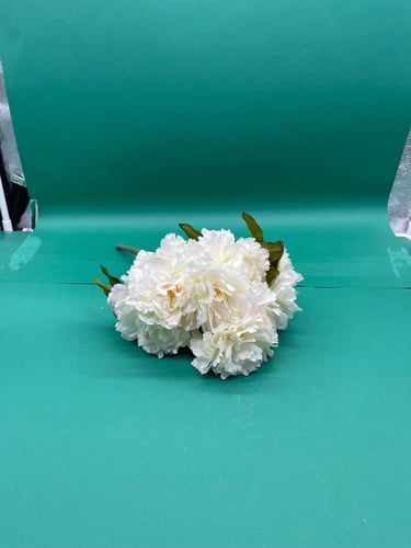 بنشات قرنقل كبير