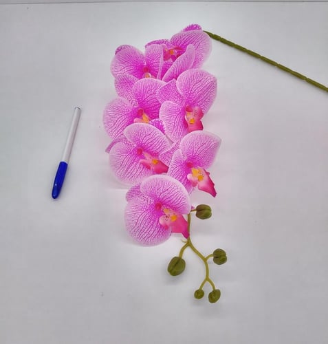 سمبديوم جلد