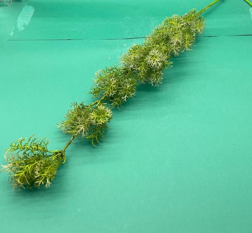 اغصان خضارات