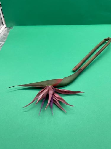 زهرة العصفور