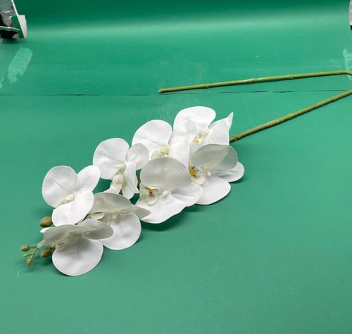 سمبديوم جلد