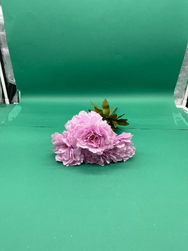 بنشات قرنقل كبير