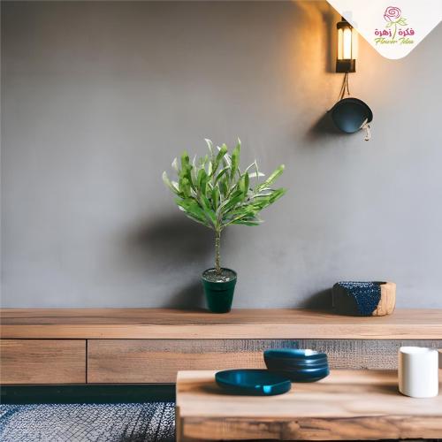 شحرة الزيتون