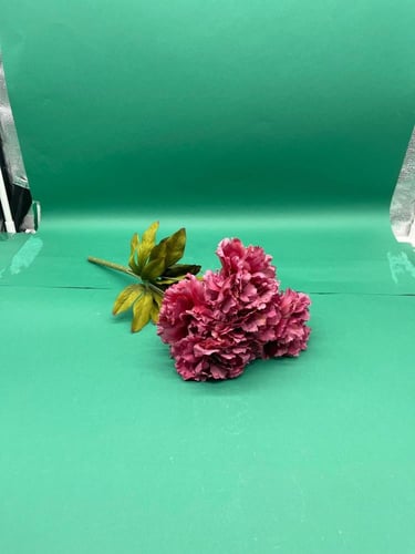 بنشات قرنقل كبير