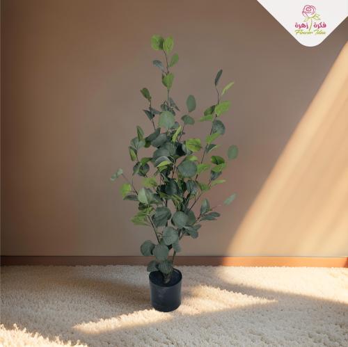 شجرة الاكليبتوس