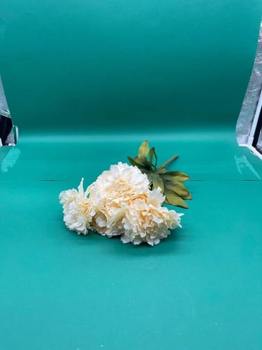 بنشات قرنقل كبير