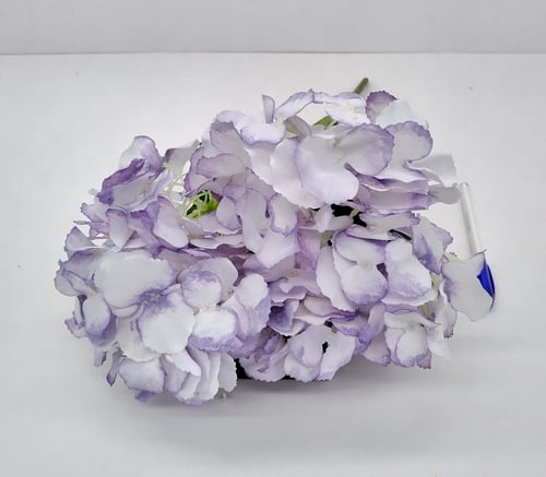 هيدرنجا -(B6)