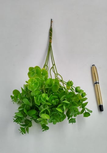 اكليبتوس -(H1)