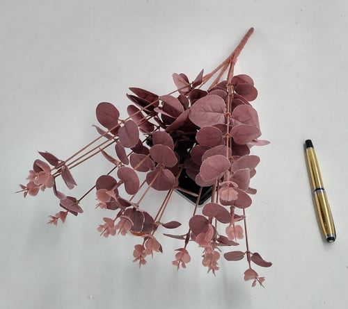 اكليبتوس -(H2)