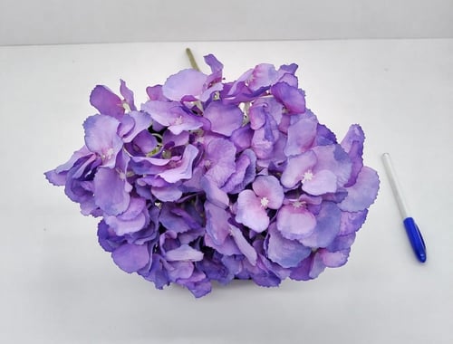 هيدرنجا -(B6)