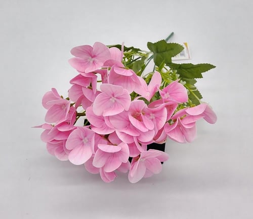 هيدرنجا -(B8)