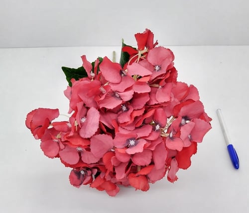 هيدرنجا -(B6)