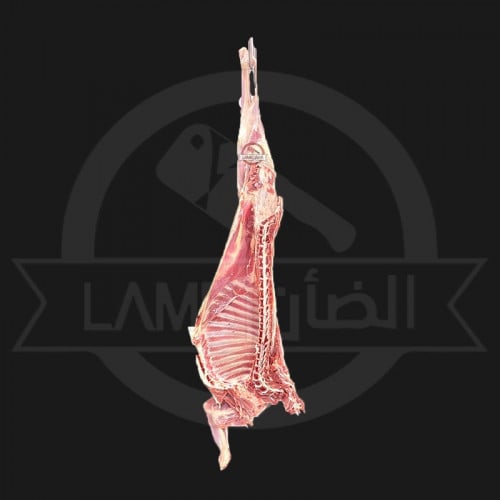 تيس بربري صغير (نصف)
