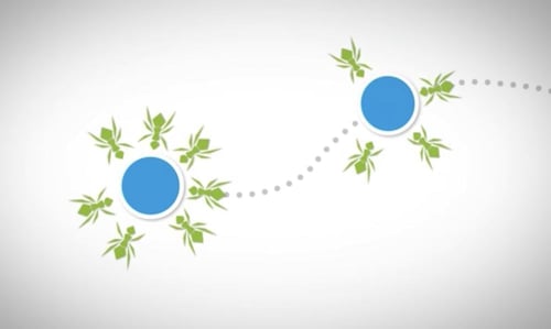 إبرتان من جل النمل الأصلي (صناعة أمريكية)