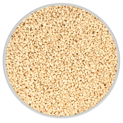 جريش