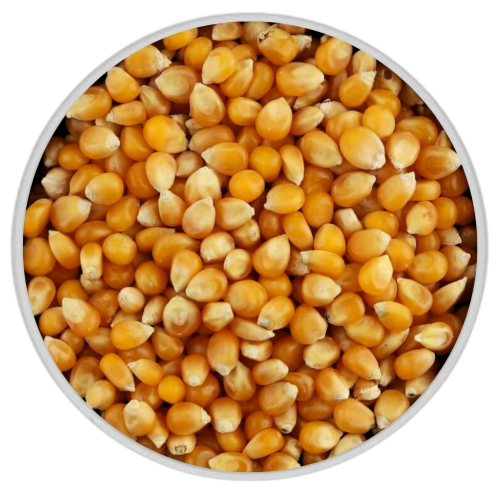 ذرة فشار