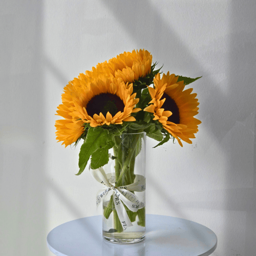 فازة دوار الشمس