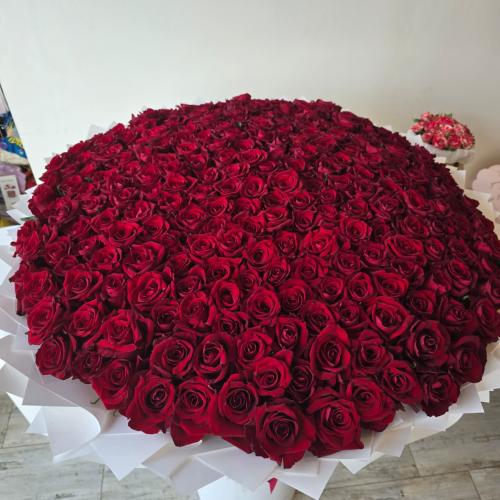 بوكيه ورد جوري 250 وردة