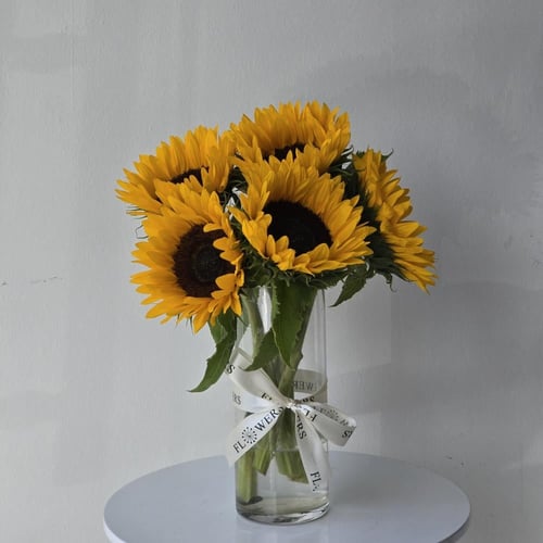 فازة دوار الشمس