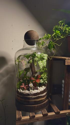 مقعد البونساي