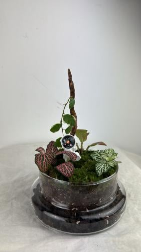 تيراريوم رجل االفضاء