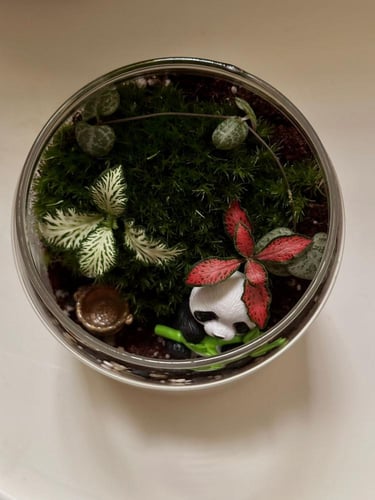 البانداء الهادئ