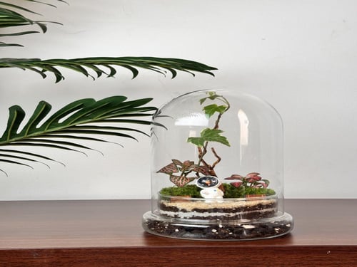 تيراريوم حديقة الفضاء