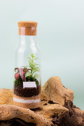 مقعد الوداعه