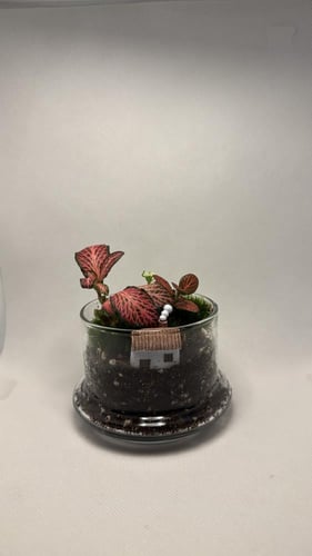 تيراريوم صغير