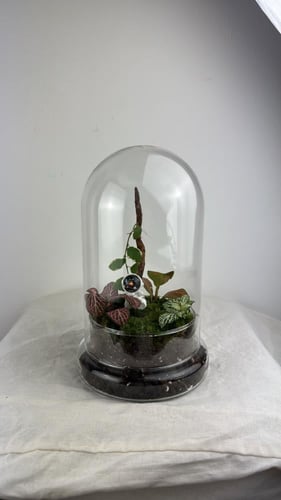 تيراريوم رجل االفضاء