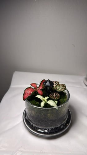 تيراريوم صغير بتصميم حديقه