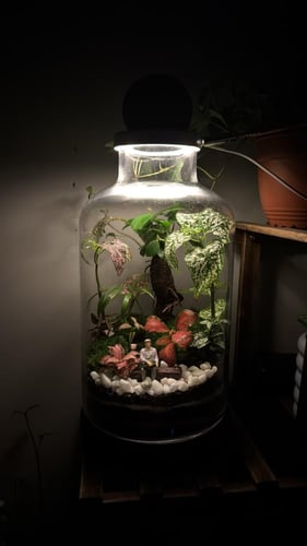 مقعد البونساي