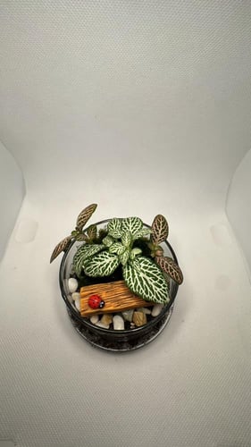 تيراريوم زجاجي