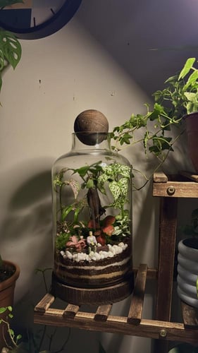 مقعد البونساي