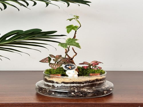 تيراريوم حديقة الفضاء