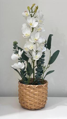 ڤازة وِئام