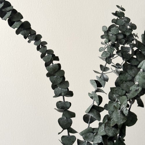 The Colobopsis plant is dark